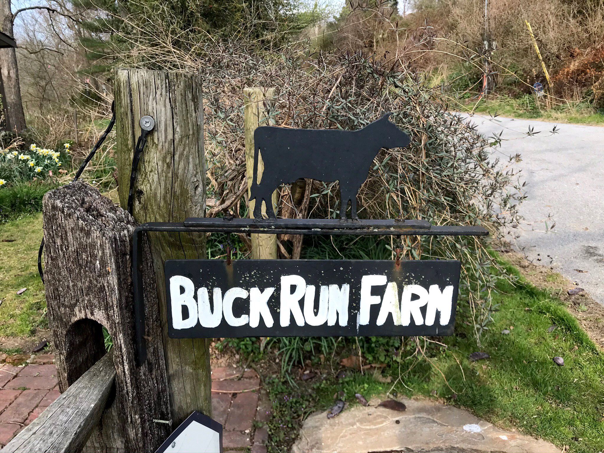 Sign for Buck Run Farm featuring a silhouette of a cow, located along a rural road with greenery and daffodils in the background.